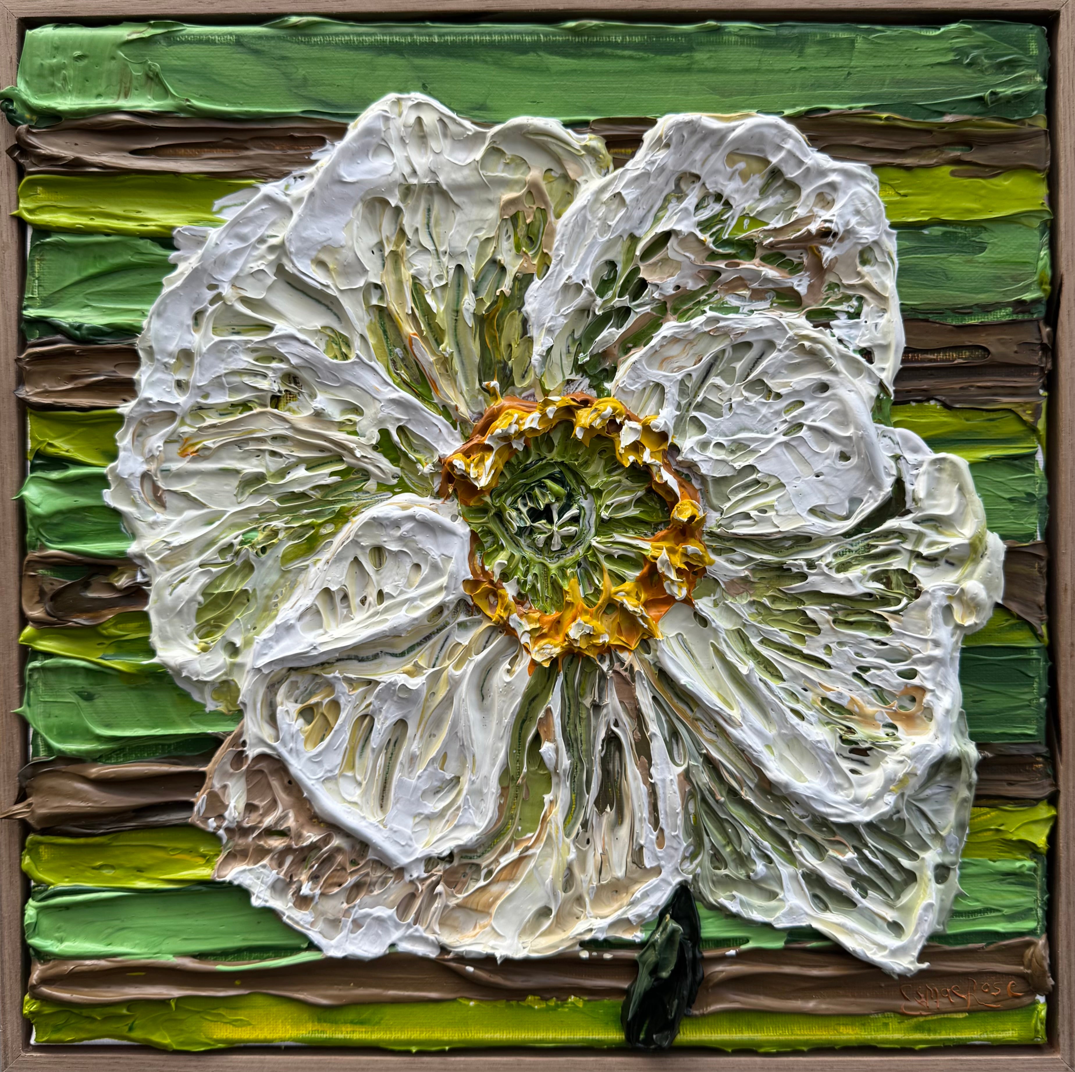 Wild Poppy